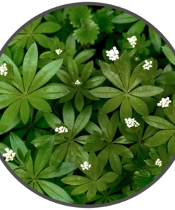 BotR – VP – 0 mg/ml Waldmeister