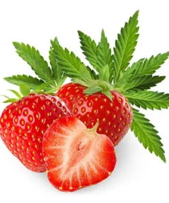 Dark Burner Chill-Out-Aroma Strawberry Kush