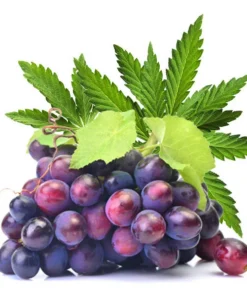Dark Burner Chill-Out-Aroma Purple Haze